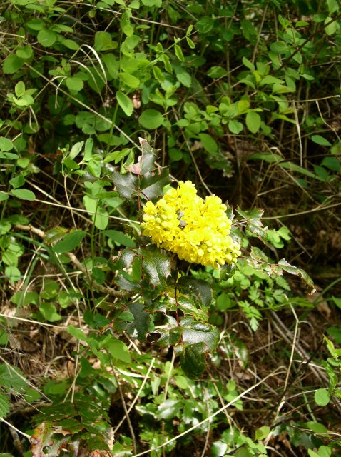 4.30.06 Hamilton Mountain 047 